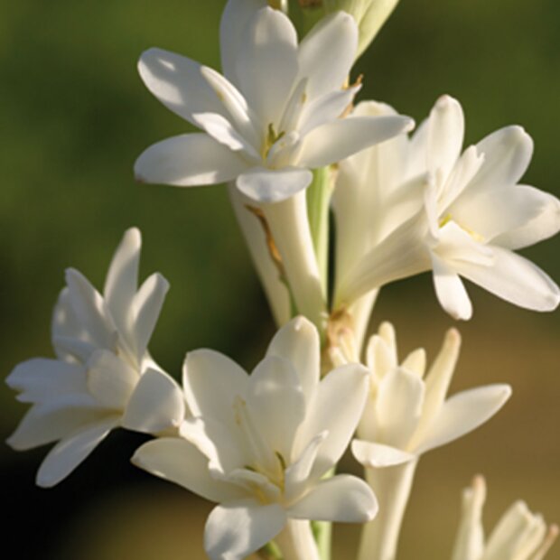 Tuberose, 5%, 5ml