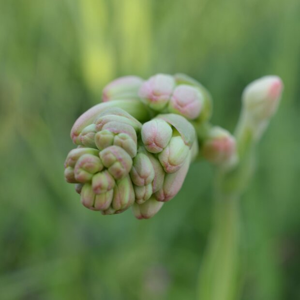 Tuberose, 5%, 5ml