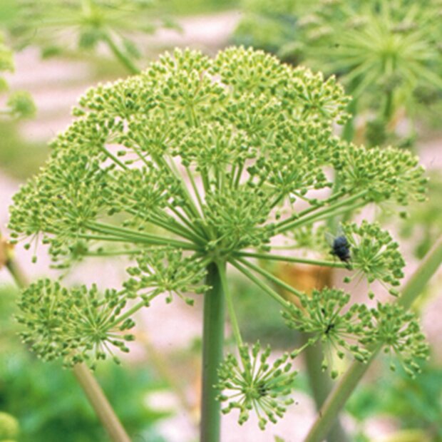 Fenchel süß, bio, Grand Cru, 5ml