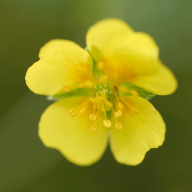 Akutcreme Potentilla, MED, 20ml