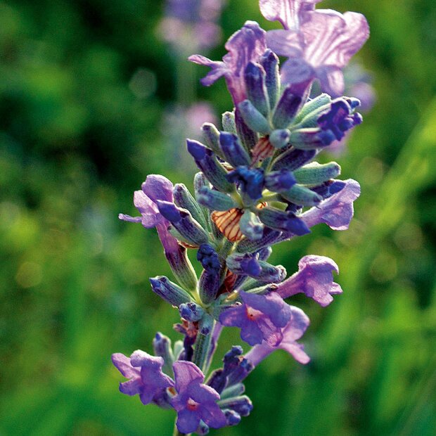 Lavendel Sandelholz Körperbalsam, 145ml