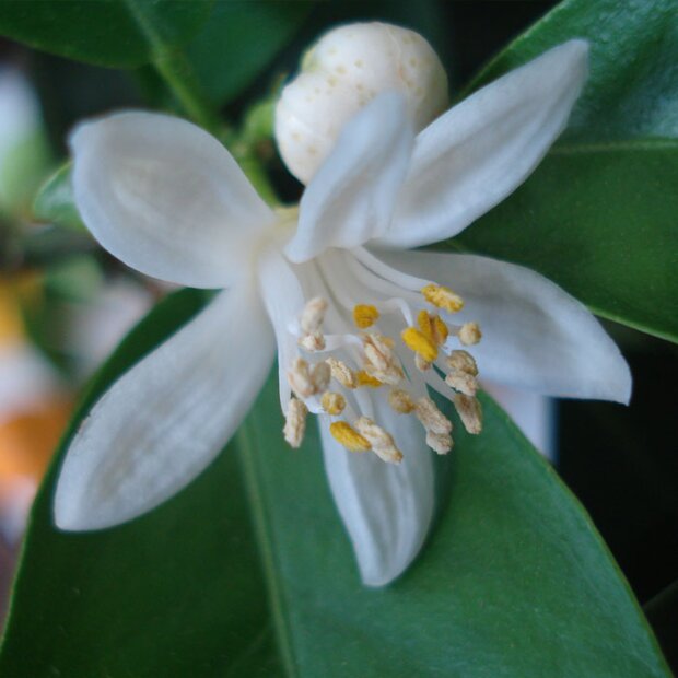 Neroli 10%, bio, 5ml