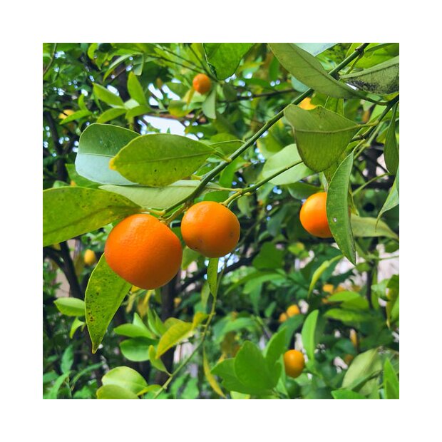 Mandarine rot, bio