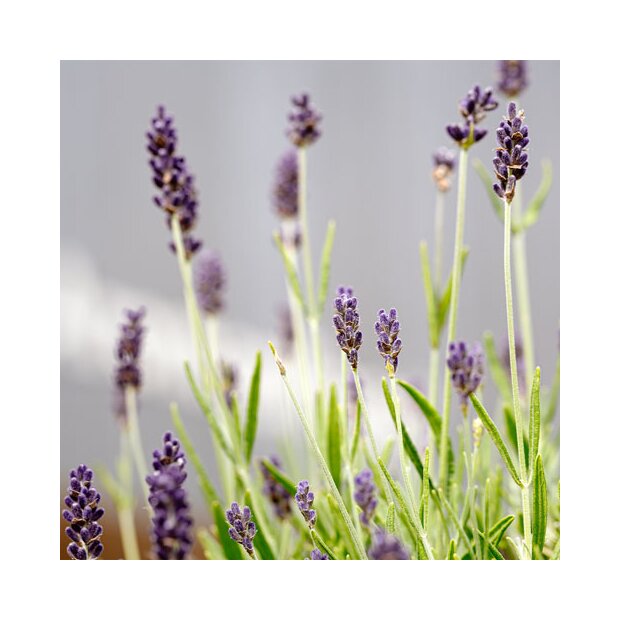 Lavendel fein, bio