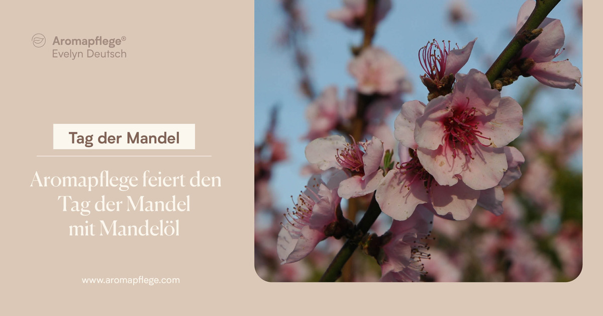 Aromapflege feiert den Tag der Mandel mit Mandelöl